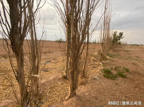 甘肃永昌20年防风林万余棵白杨死亡,树旁根沟遭开挖千亩土地撂荒