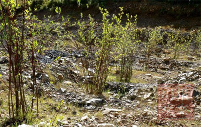 这个乱石渣场要变身样板森林!四川森林经营样板基地项目“点石成林”